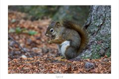 Squirrel