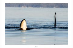 Orcas