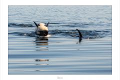 Orcas