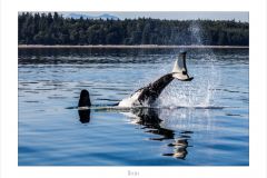 Orcas