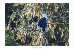 Weißkopfseeadler