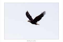 Weißkopfseeadler