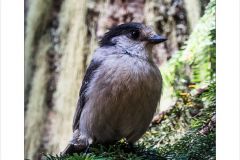 Garibaldi Lake Trail