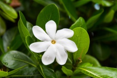 Tiare Tahiti