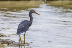 Vogel