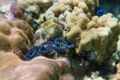 Raiatea