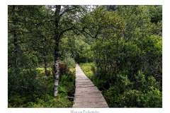 Weg zum Preikestolen