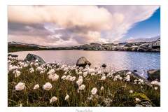 Sognefjellet