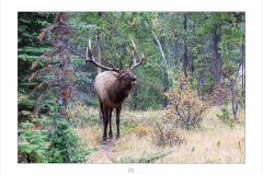 Elk